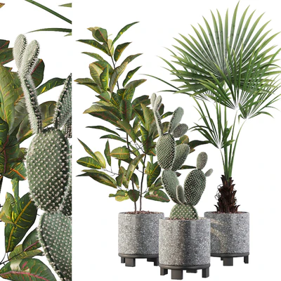 Plants collection 056 — Ver 1