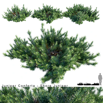 Juniperus Conferta | Shore juniper — Ver 1