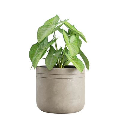 Indoor Plants Pack 21 — Вид 4