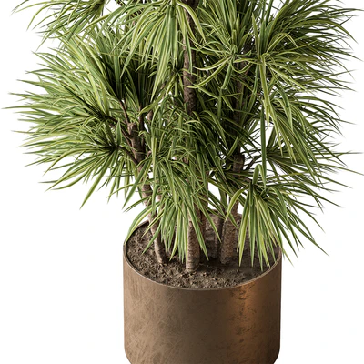 Indoor Plant 609 - Yuka Plants — Ver 5