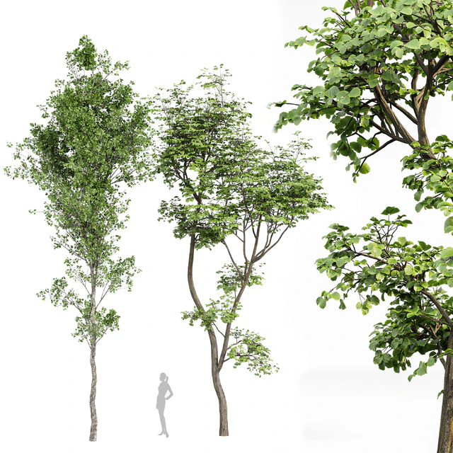 beautiful hazel leaves — Descargar