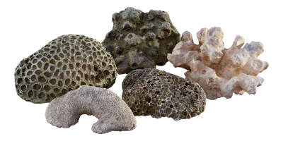 thai beach corals pack 001 — Descargar