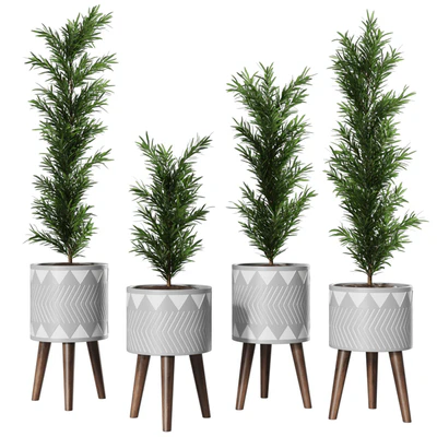 Podocarpus Vase Plant — Ver 1