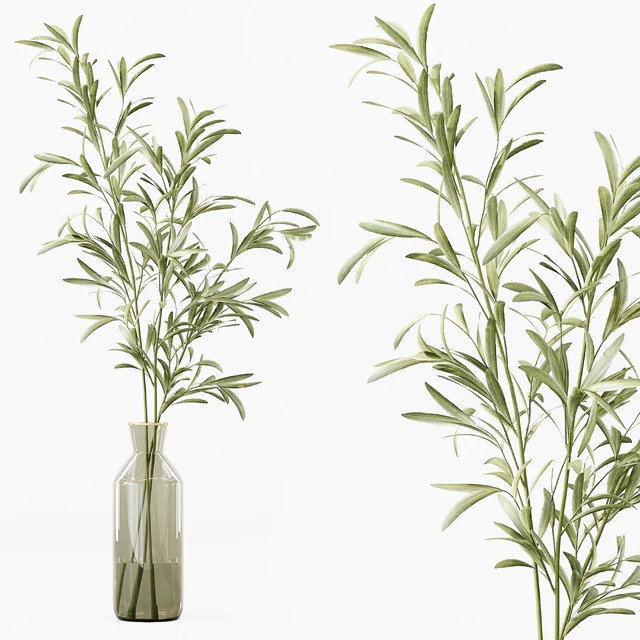 Collection Indoor Plants 016 — Descargar