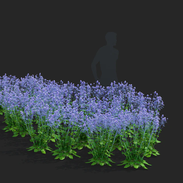 Cinegolovnik flat-leaved flowers | Eryngium planum — Descargar