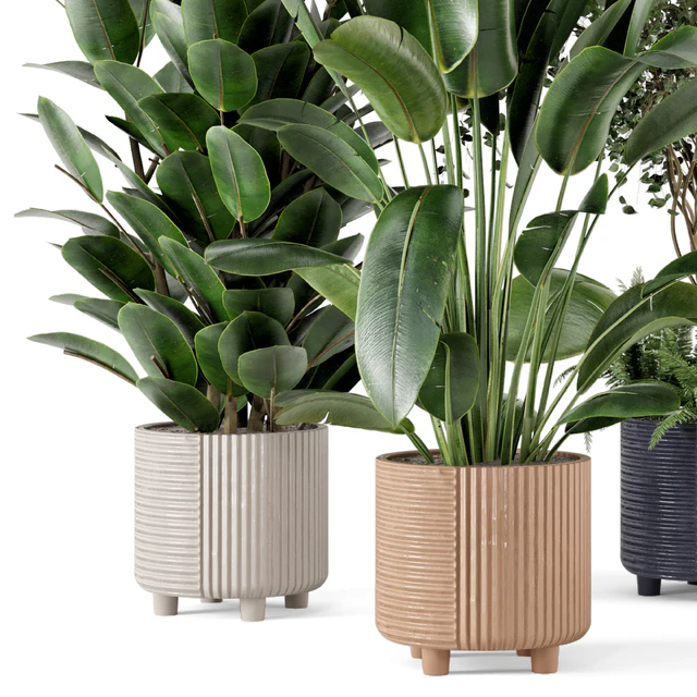 Indoor Planters in Cecilia Ficonstone Pot - Set 350 — Скачать