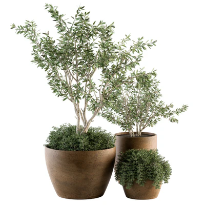 Outdoor Plants Olive - Set 79 — Ver 4
