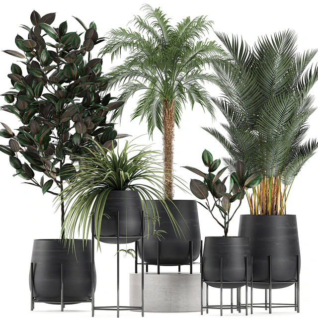 Collection of small plants in black pots on legs with Date palm, ficus, Chlorophytum, Abidjan. Set 627. — Descargar