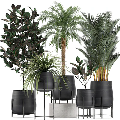 Collection of small plants in black pots on legs with Date palm, ficus, Chlorophytum, Abidjan. Set 627. — Ver 1