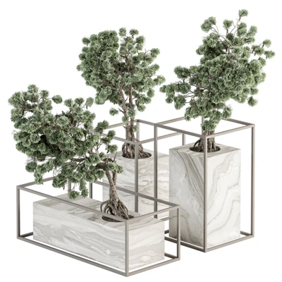 indoor Plant Set 358 - Bonsai Set Plant in pot — скачать