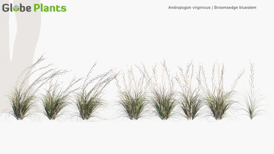 andropogon virginicus — download