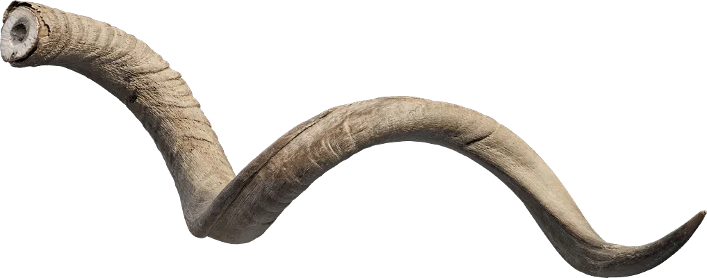 skulls horn 002 — Download