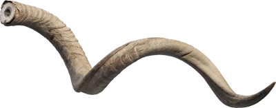 skulls horn 002 — Download
