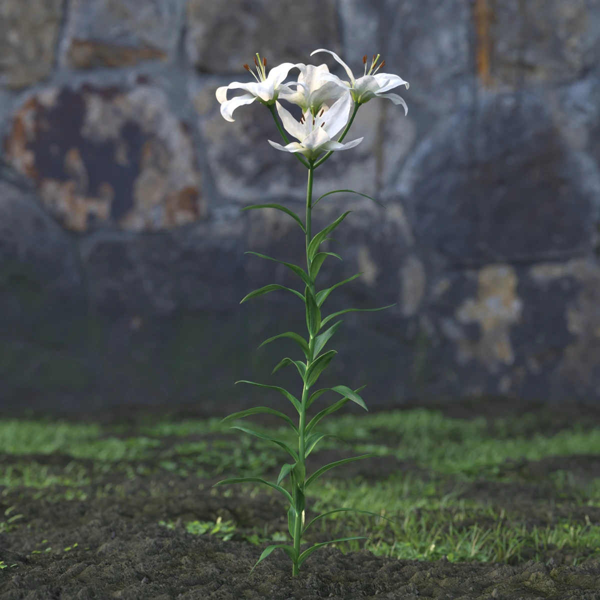 garden flowers 032 — Descargar