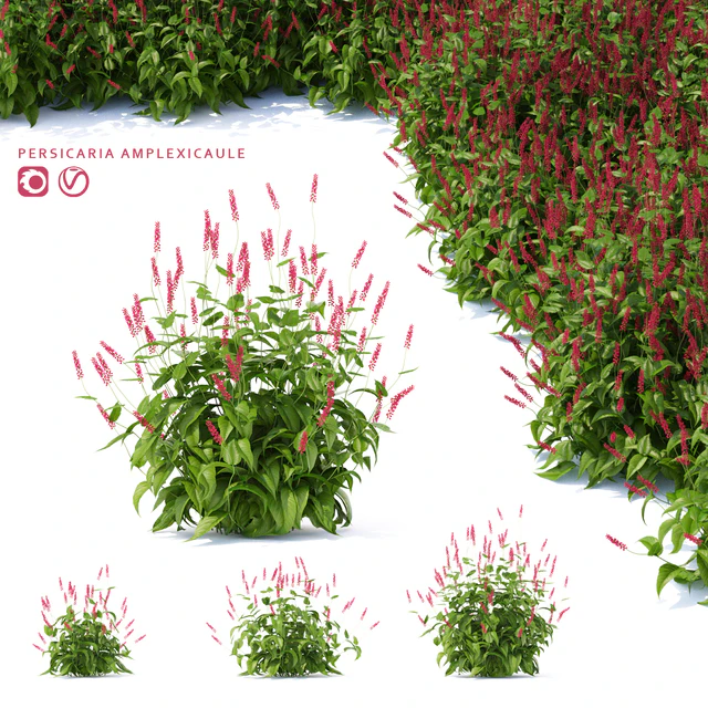Highlander candlestick flowers | Persicaria amplexicaule — Download