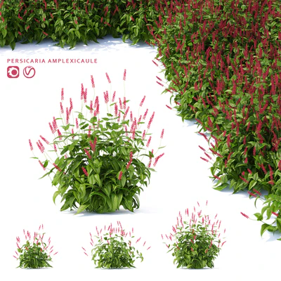 Highlander candlestick flowers | Persicaria amplexicaule — View 1