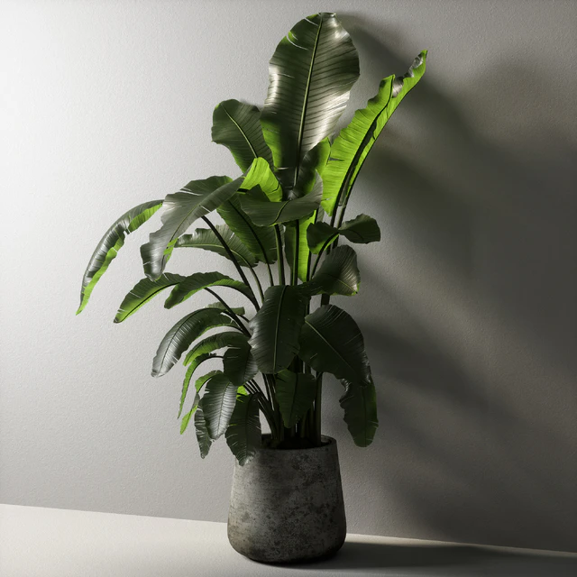 strelitzia plant 02 — Descargar
