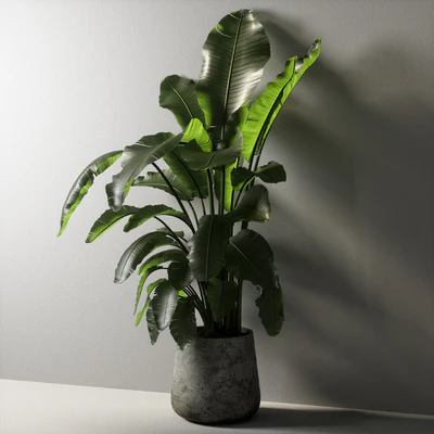 strelitzia plant 02 — Ver 4