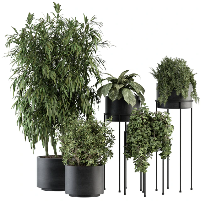 indoor Plant Set 355- Tree and Plant Set in Black pot — Скачать