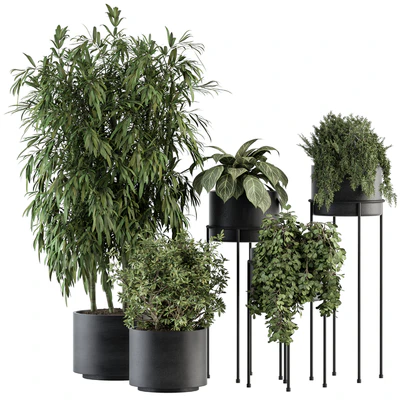 indoor Plant Set 355- Tree and Plant Set in Black pot — Вид 1