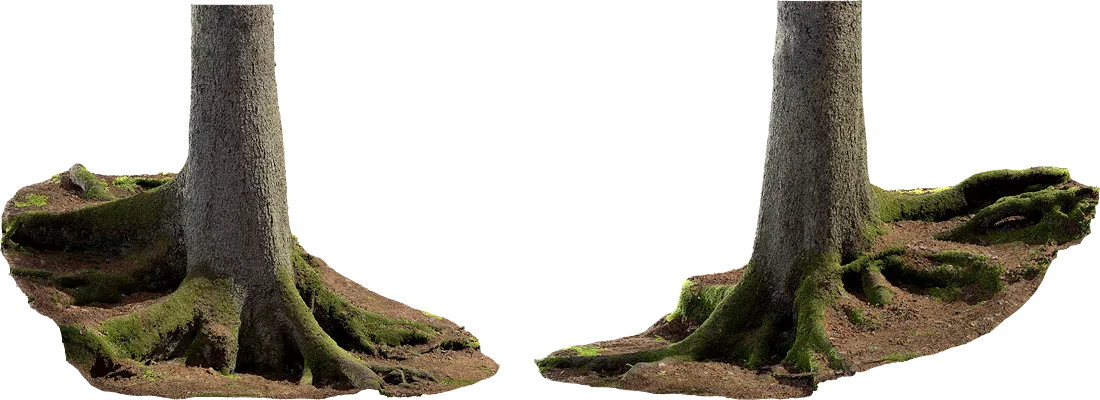 spruce tree trunk 008 — Descargar