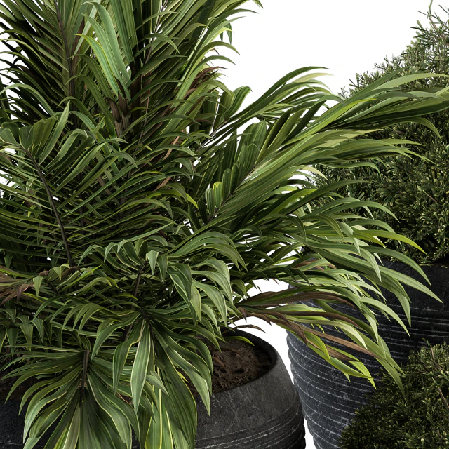 Outdoor Plants tree in Concrete Pot - Set 104 — Скачать