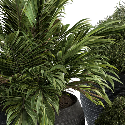 Outdoor Plants tree in Concrete Pot - Set 104 — Вид 4