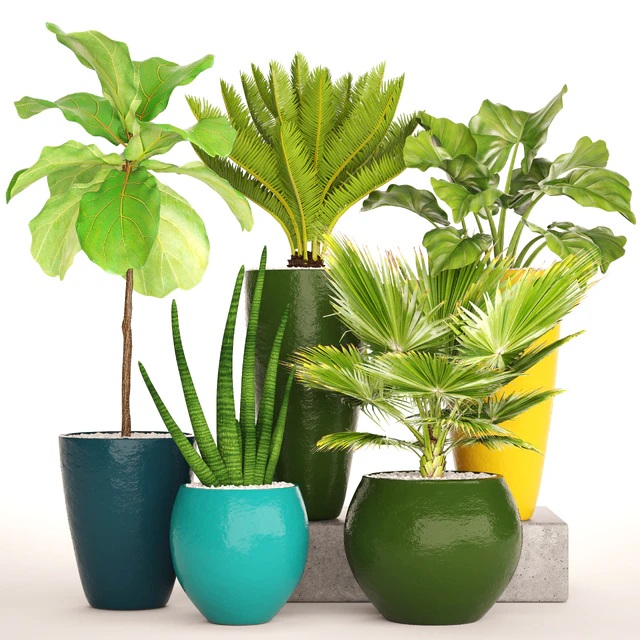 A collection of plants in pots. Cycas, Ficus lyrata, bush, fan palm, alocasia, pot, flowerpot, flower, Sansevieria — Download