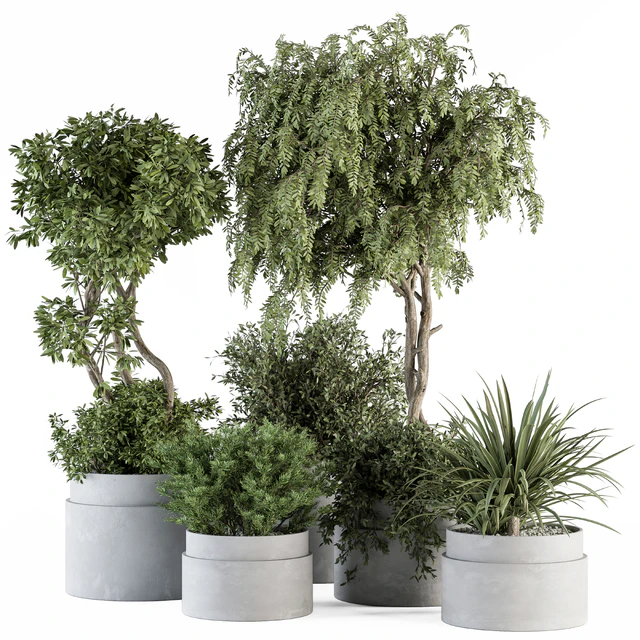 indoor Plant Set 341- Tree and Plant Set in Gray pot — Descargar