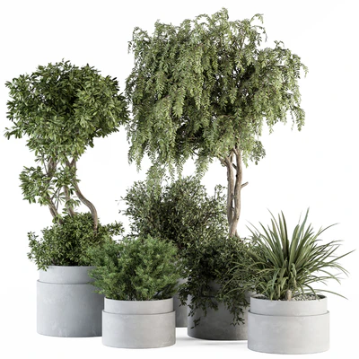 indoor Plant Set 341- Tree and Plant Set in Gray pot — Ver 1