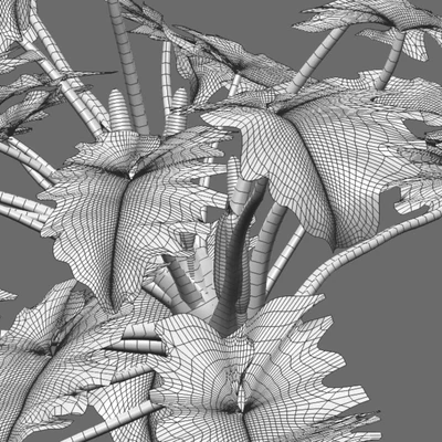 Philodendron undulatum - 01 — Ver 5