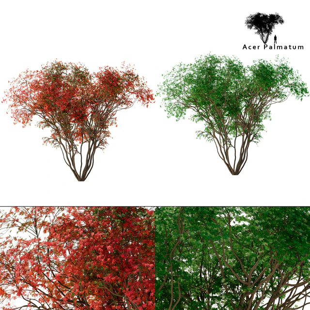 Japanese maple season 2 | Acer palmatum tree — Descargar
