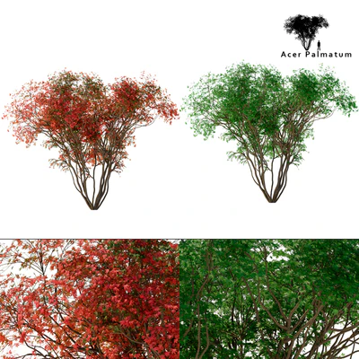Japanese maple season 2 | Acer palmatum tree — Ver 1