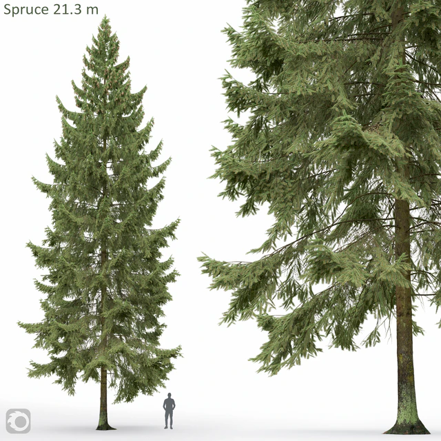 Spruce — Скачать
