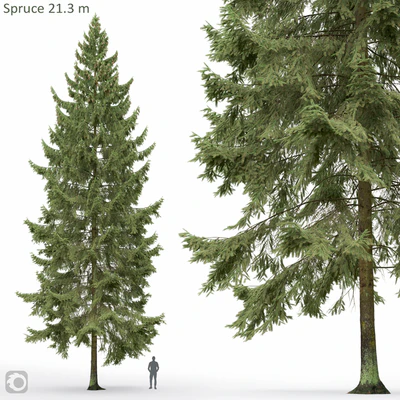 Spruce — Вид 1