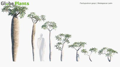 pachypodium geayi — descargar