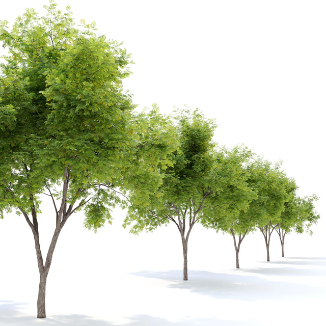 Honey locust (Gleditsia triacanthos) — Скачать