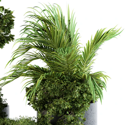 Outdoor Plants Broadleaf - Set 81 — Вид 5