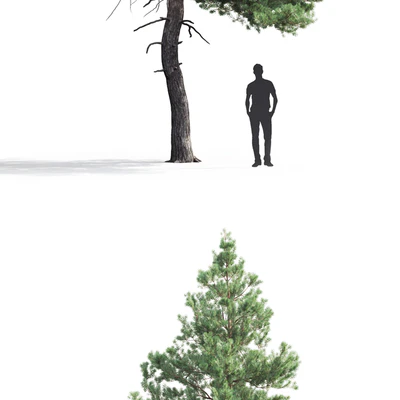 Pine — Ver 3