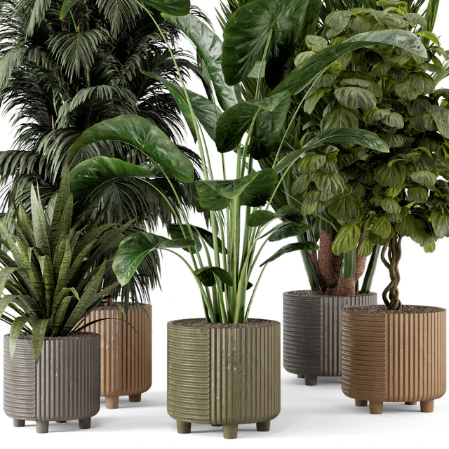 Indoor Planters in Cecilia Ficonstone Pot - Set 349 — Скачать