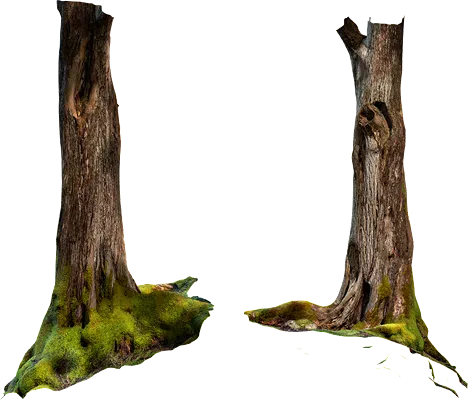 mossy tree 004 — Descargar