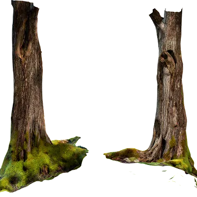 mossy tree 004 — Descargar