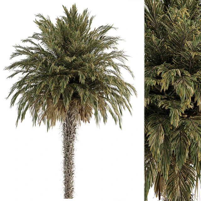 Big palm Date - Tree Set 91 — Descargar