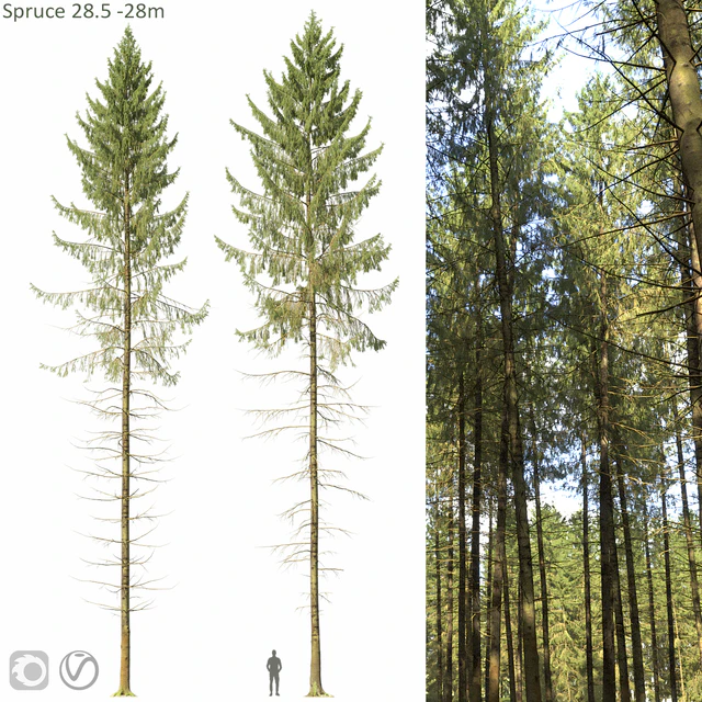 Spruce — Descargar