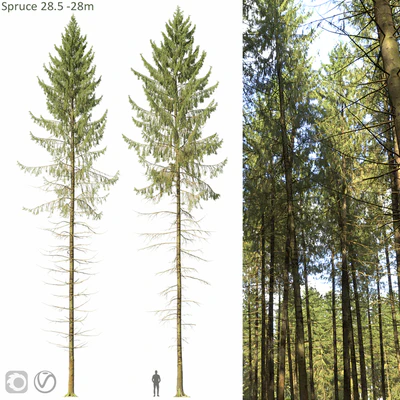 Spruce — Ver 1