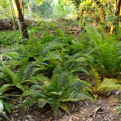 Fern plant — Ver 3