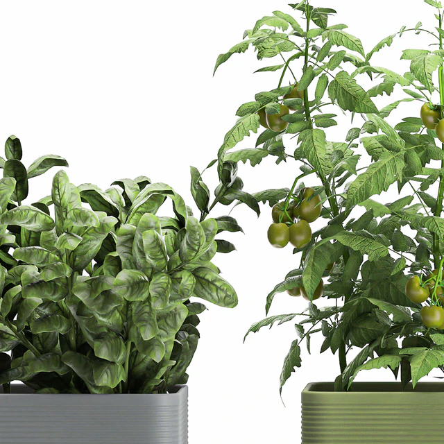 Collection of potted plants Kitchen garden, vegetables, tomatoes, peppers, herbs, Rosemary, lettuce, Lettuce, garden bed. Set 1059. — Descargar