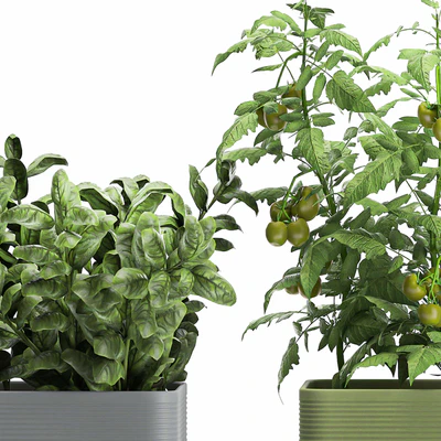Collection of potted plants Kitchen garden, vegetables, tomatoes, peppers, herbs, Rosemary, lettuce, Lettuce, garden bed. Set 1059. — Ver 7