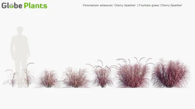 pennisetum setaceum cherry sparkler — View 2