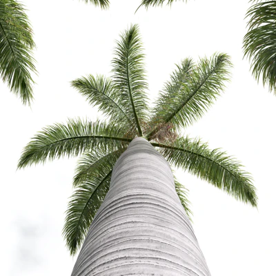 New Plant High detail Roystonea Regia — Вид 4